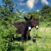 Camping im Tierpark Arche Warder für 2 (2 Nächte)