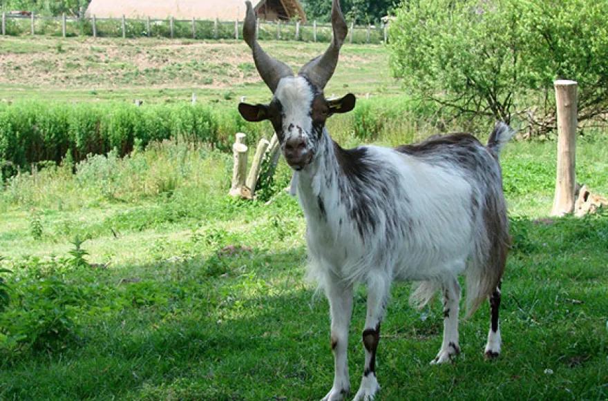 Camping im Tierpark Arche Warder für 2 (2 Nächte)