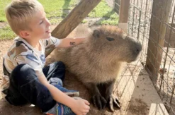 Capybara streicheln Wulften