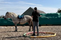 Coaching mit Pferden Grumbach