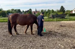 Coaching mit Pferden Grumbach