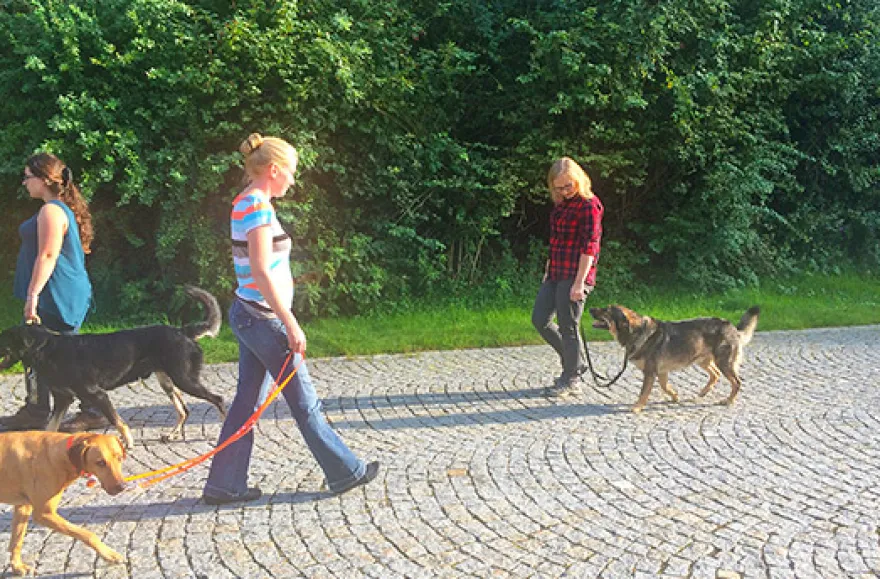 Crash-Kurs in der Hundeschule bei Traunreut