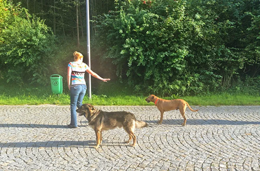 Crash-Kurs in der Hundeschule bei Traunreut