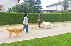 Crash-Kurs in der Hundeschule bei Traunreut