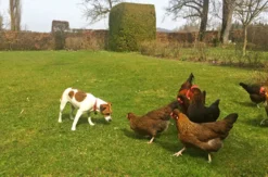 Crash-Kurs in der Hundeschule bei Traunreut