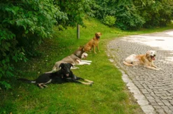 Crash-Kurs in der Hundeschule bei Traunreut