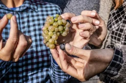 Ein Tag auf dem Weingut mit Übernachtung in der Pfalz für 2