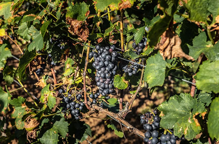 Ein Tag auf dem Weingut mit Übernachtung in der Pfalz für 2