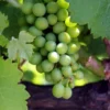 Ein Tag im Weinberg
