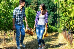 Ein Tag im Weinberg