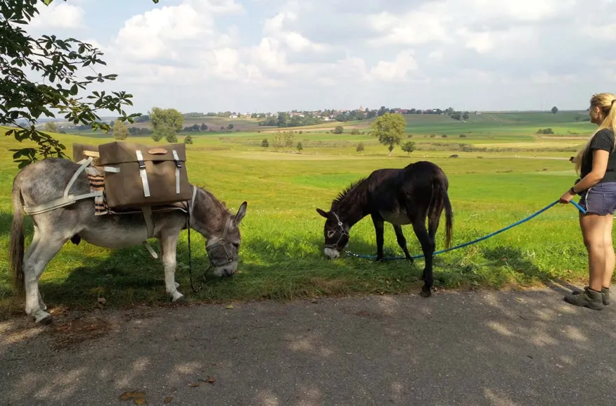 Eseldetektive im Zauberwald Fichtenau