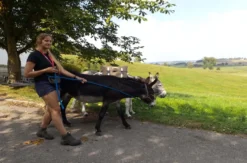 Eseldetektive im Zauberwald Fichtenau