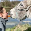 Esel Picknick für 2 Fichtenau