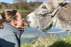 Esel Picknick für 2 Fichtenau