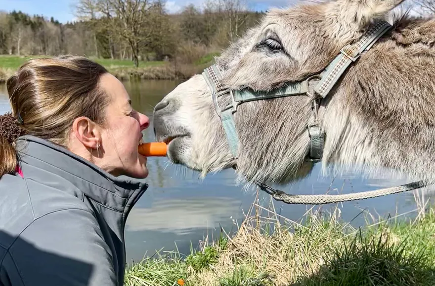 Esel Picknick für 2 Fichtenau