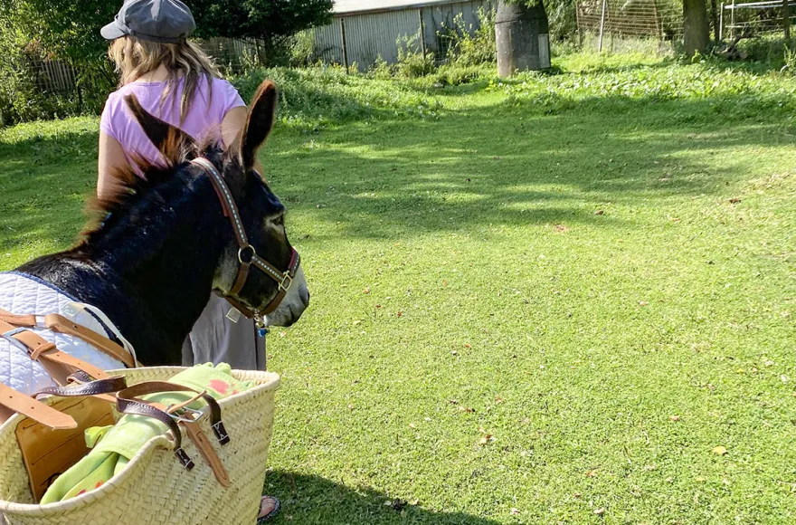 Esel Picknick für 2 Fichtenau