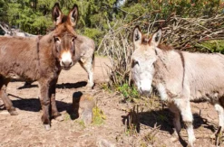 Eselwanderung Eppenbrunn für 2 (2 Std.)