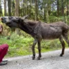Eselwanderung Fichtenau