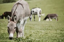 Eselwanderung für 2 Bad Doberan