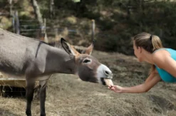 Eselwanderung für 2 Bad Doberan