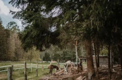 Eselwanderung für 2 Dahn (3 Std.)