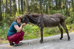 Eselwanderung für 2 Fichtenau