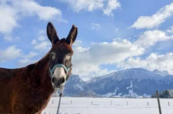 Eselwanderung für 2 Pfronten
