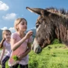 Eselwanderung in Untrasried