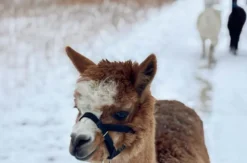 Exklusiver Alpakaspaziergang im Winter durch den Naturpark Augsburg
