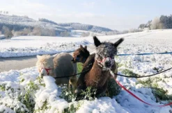 Exklusiver Alpakaspaziergang im Winter durch den Naturpark Augsburg