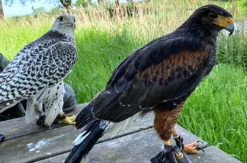 Falkner für einen Tag in Heringsdorf