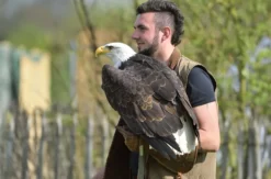 Falkner für einen Tag Riedenburg (Weißkopfseeadler)