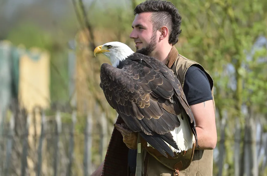 Falkner für einen Tag Riedenburg (Weißkopfseeadler)