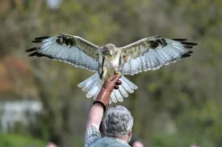 Falkner für einen Tag Riedenburg (Weißkopfseeadler)