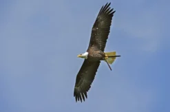 Falkner für einen Tag Riedenburg (Weißkopfseeadler)