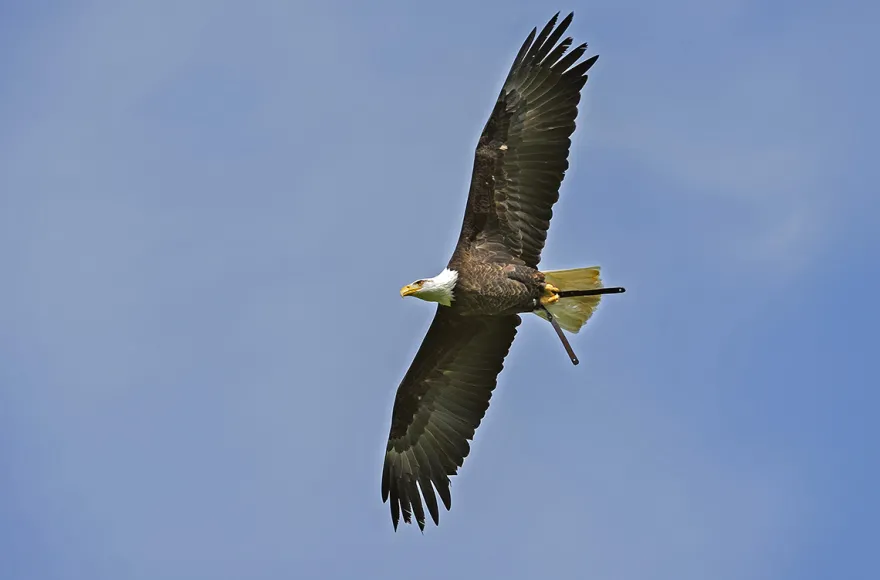 Falkner für einen Tag Riedenburg (Weißkopfseeadler)