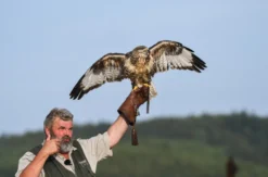 Falkner für einen Tag Riedenburg (Weißkopfseeadler)