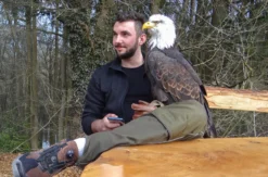Falkner für einen Tag Riedenburg (Weißkopfseeadler)