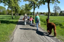 Feierabend-Walk mit Alpakas für 2