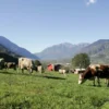 Ferien auf dem Bauernhof Lombardei für 2 (1 Nacht)