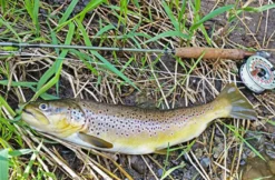 Fliegenfischen in Magdeburg (2 Tage)