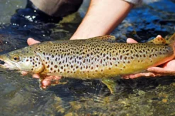Fliegenfischen Tageskurs im Kinzigtal