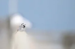 Fotografie Kurs Ammersee (Vögel und Natur)
