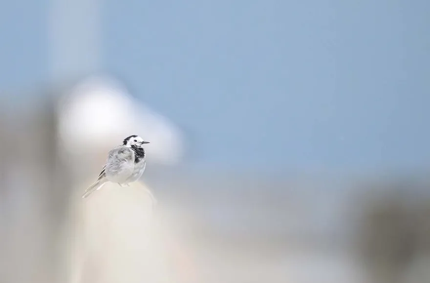 Fotografie Kurs Ammersee (Vögel und Natur)