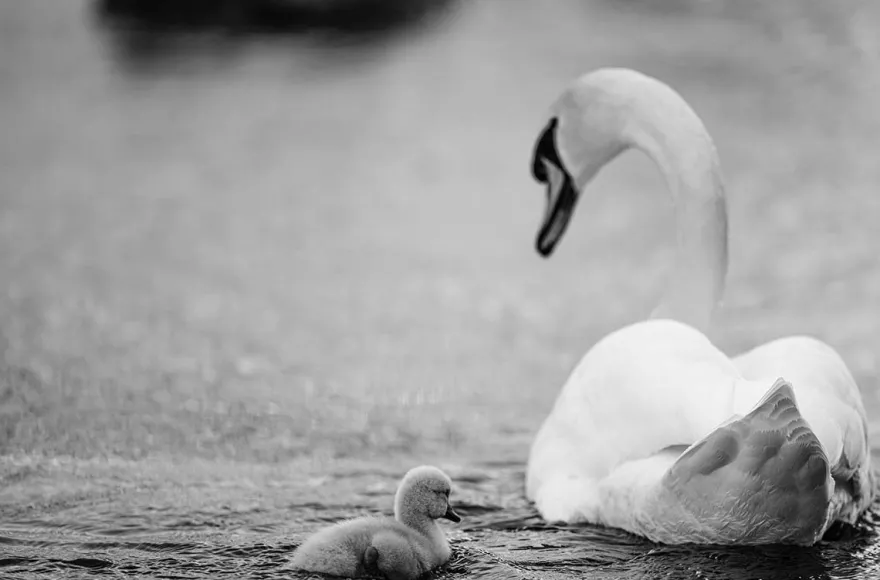 Fotografie Kurs Ammersee (Vögel und Natur)