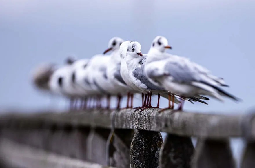 Fotografie Kurs Ammersee (Vögel und Natur)