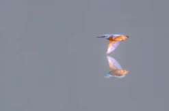 Fotografie Kurs Ammersee (Vögel und Natur)