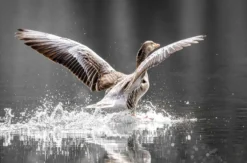 Fotografie Kurs Ammersee (Vögel und Natur)