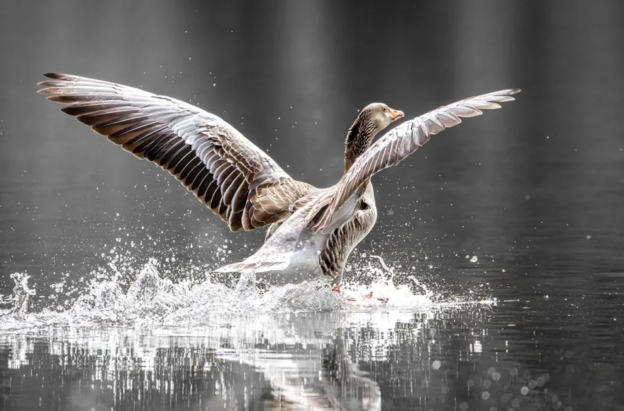Fotografie Kurs Ammersee (Vögel und Natur)