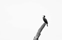 Fotografie Kurs Ammersee (Vögel und Natur)